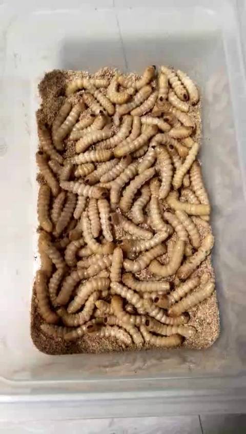 奇怪的中药