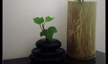 爬山虎我的榜样