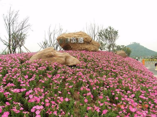 美丽的松湖花海