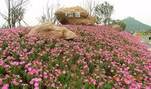 美丽的松湖花海