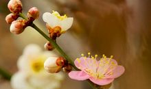 又是一年春拂面