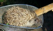 变形刺猬历险记