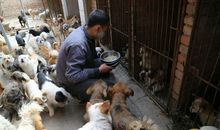 读《流浪狗之家》有感