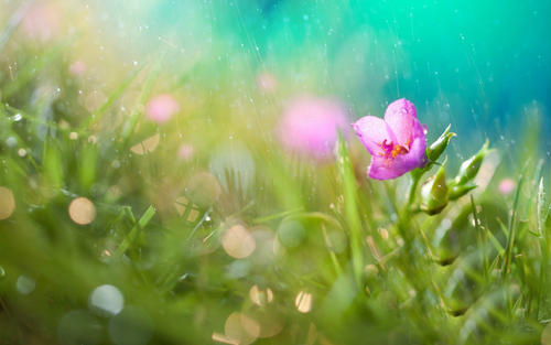 雨中的力量