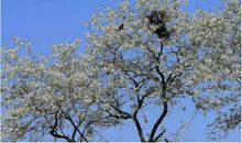 严冬叶不落，暖春花满枝