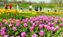 我喜欢南京城的春天