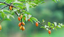 记忆中的方言之旅