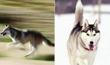 狼的尾巴可以摸