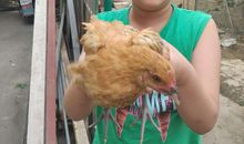 我家养的小鸡