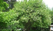 校园中的“树王”