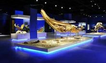 参观金石滩博物馆