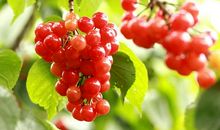 又是一年樱桃红