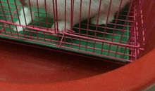 一只特立独行的家兔