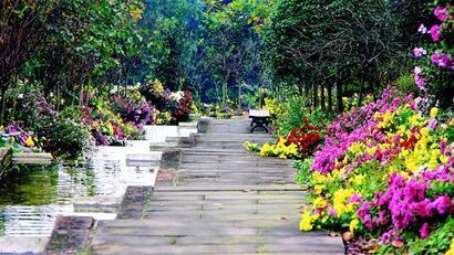 野菊花在路边