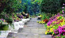 马路旁的野菊花