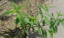 那时，桃树相伴