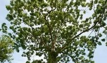 心中的“树王”