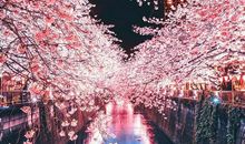 樱花之下衣裙翩飞