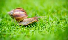 一只特别的蜗牛