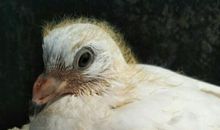 一只受伤的小鸽子