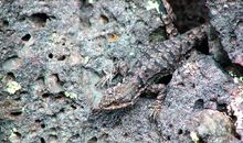 动物的“隐身术”