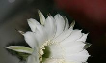 我发现仙人球开花了