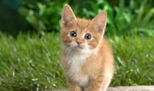 可爱的猫咪作文