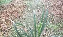 给兰花剪“头发”