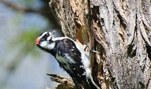 我变成了啄木鸟