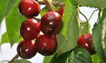 樱桃树下的我们