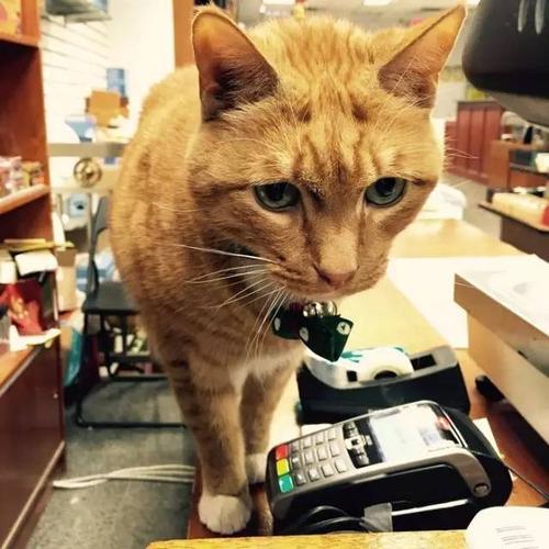 猫店