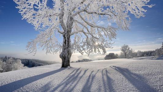 大树在雪中