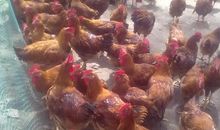 鸡舍里的坏公鸡