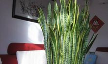 撑破花盆的虎皮兰