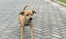 小区里的流浪狗