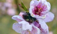 桃花开了，可缓缓归