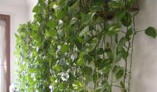 窗外，那一抹绿色