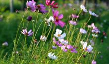 心中的那朵阳光