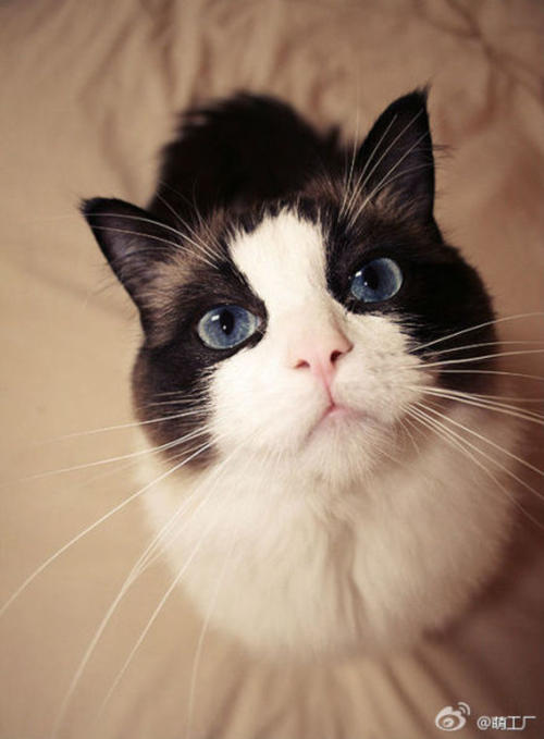 再见我的猫