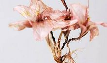 枯萎的花也可以很美