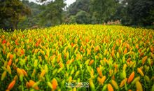 用心灵感受春天