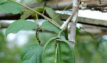 奶奶的扁豆长大了