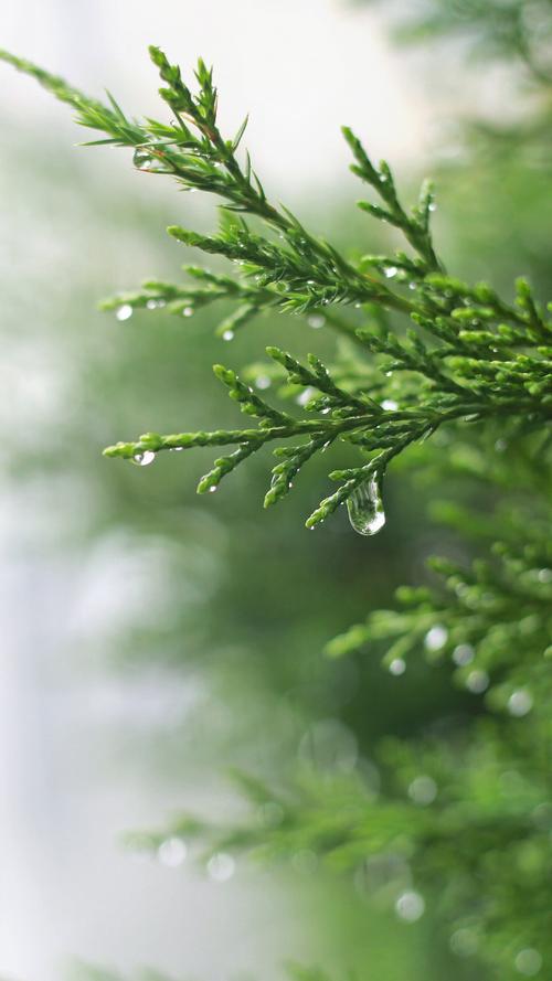 爱在雨中
