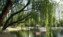 那柳树触动了我