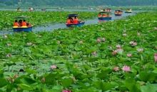 那一天我与一亩荷塘相遇