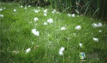 追赶木棉花絮的日子