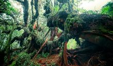 奇妙的热带雨林