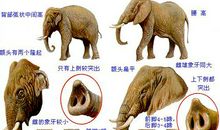 不一样的“非洲象”