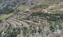 外婆家的小果园