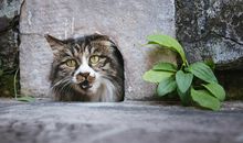 糟糕，被发现了